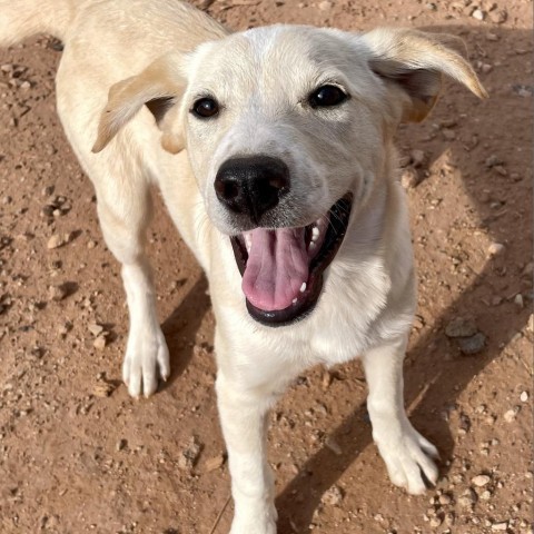 Crema, an adoptable Mixed Breed in Moab, UT, 84532 | Photo Image 1