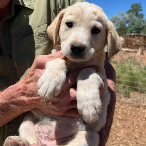 Crema, an adoptable Mixed Breed in Moab, UT, 84532 | Photo Image 2