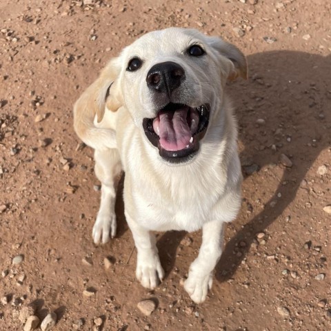 Crema, an adoptable Mixed Breed in Moab, UT, 84532 | Photo Image 3