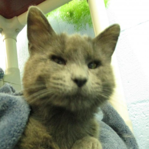 Mochi, an adoptable Domestic Short Hair in Coos Bay, OR, 97420 | Photo Image 1