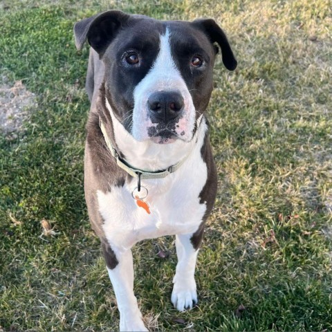 Bubba, an adoptable Pit Bull Terrier, Mixed Breed in Bend, OR, 97702 | Photo Image 1