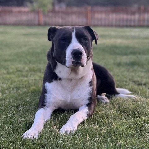 Bubba, an adoptable Pit Bull Terrier, Mixed Breed in Bend, OR, 97702 | Photo Image 1