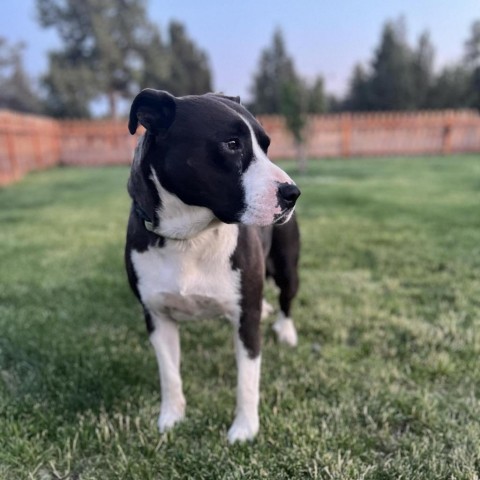 Bubba, an adoptable Pit Bull Terrier, Mixed Breed in Bend, OR, 97702 | Photo Image 2