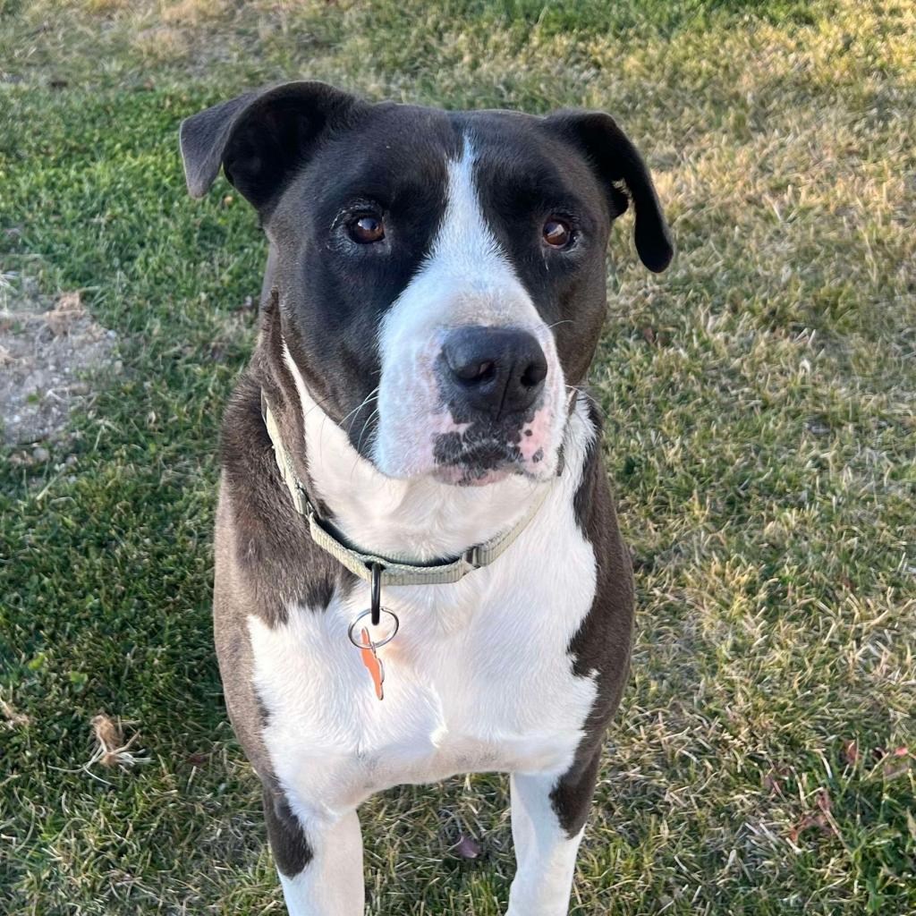 Bubba, an adoptable Pit Bull Terrier, Mixed Breed in Bend, OR, 97702 | Photo Image 2