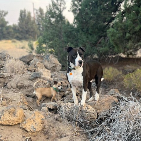 Bubba, an adoptable Pit Bull Terrier, Mixed Breed in Bend, OR, 97702 | Photo Image 3