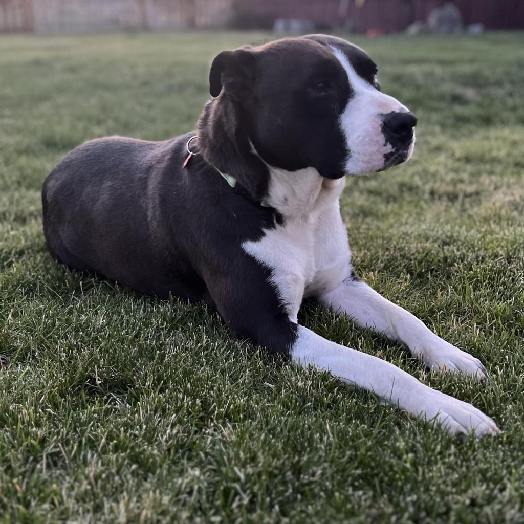 Bubba, an adoptable Pit Bull Terrier, Mixed Breed in Bend, OR, 97702 | Photo Image 4