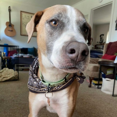 Bandit, an adoptable Pit Bull Terrier, Mixed Breed in Bend, OR, 97702 | Photo Image 1