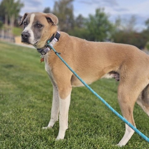 Bandit, an adoptable Pit Bull Terrier, Mixed Breed in Bend, OR, 97702 | Photo Image 2