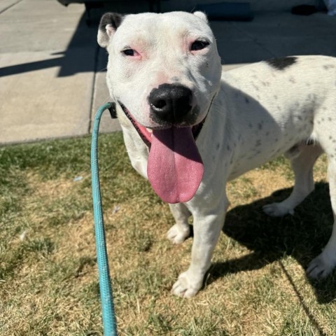 Benson, an adoptable Pit Bull Terrier, Mixed Breed in Bend, OR, 97702 | Photo Image 2