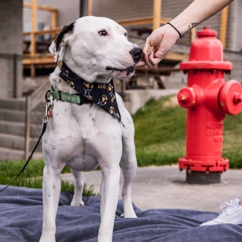 Benson, an adoptable Pit Bull Terrier, Mixed Breed in Bend, OR, 97702 | Photo Image 2