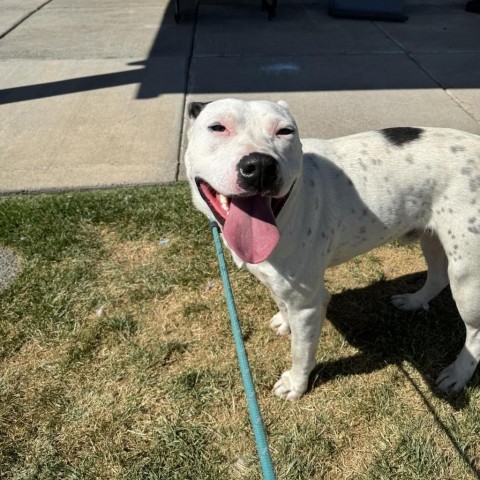 Benson, an adoptable Pit Bull Terrier, Mixed Breed in Bend, OR, 97702 | Photo Image 4