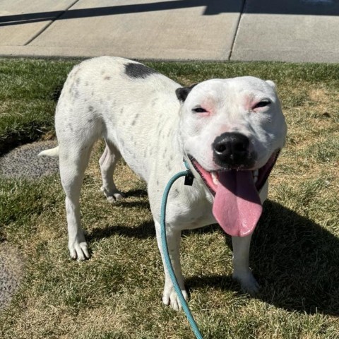 Benson, an adoptable Pit Bull Terrier, Mixed Breed in Bend, OR, 97702 | Photo Image 6