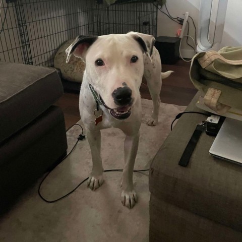 Benson, an adoptable Pit Bull Terrier, Mixed Breed in Bend, OR, 97702 | Photo Image 6