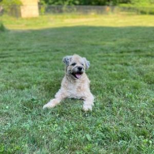 Poor Douglas was found on the side of a road in Antigua dragging his hind legs Although his rescue