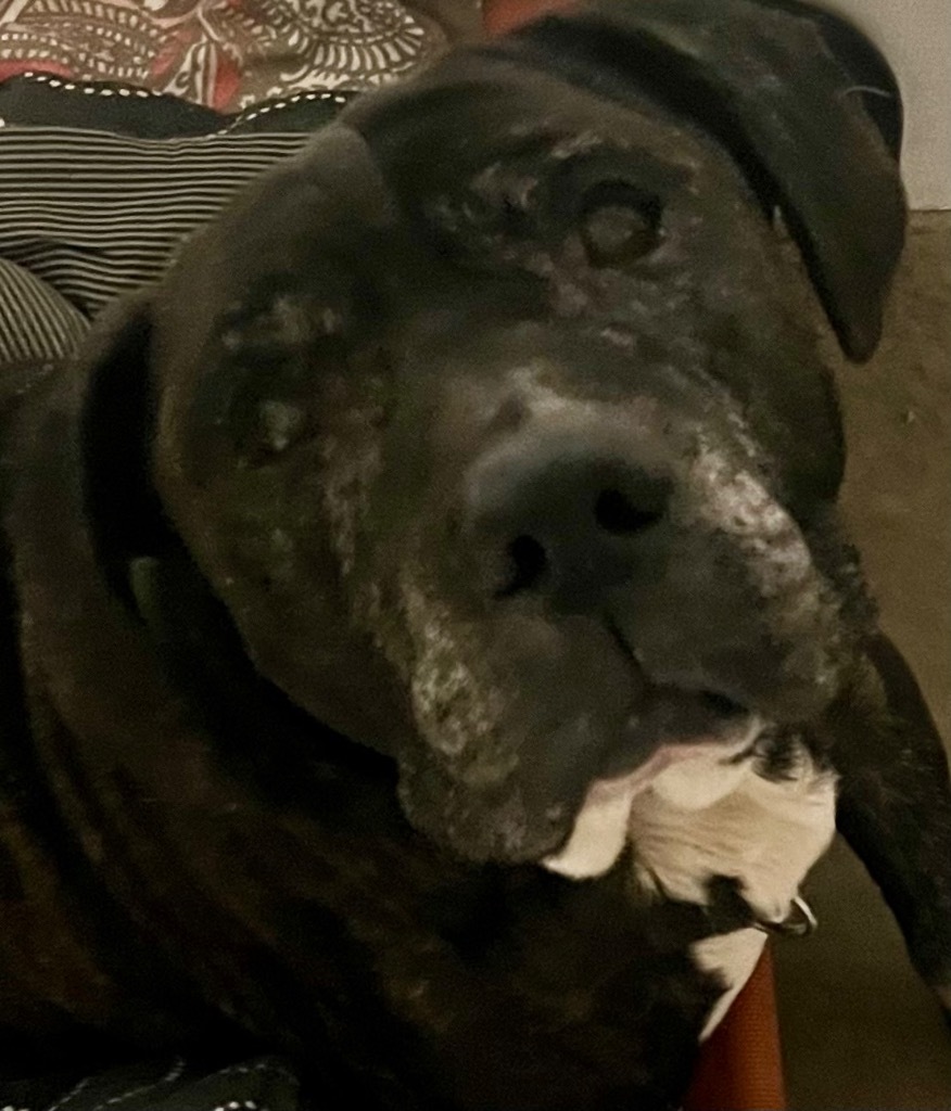Cooper, an adoptable Bullmastiff in Saginaw, MI, 48604 | Photo Image 1