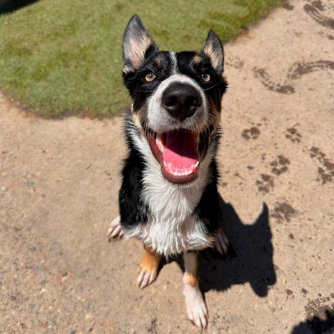 Fennec, an adoptable Border Collie, Husky in Grand Junction, CO, 81505 | Photo Image 1