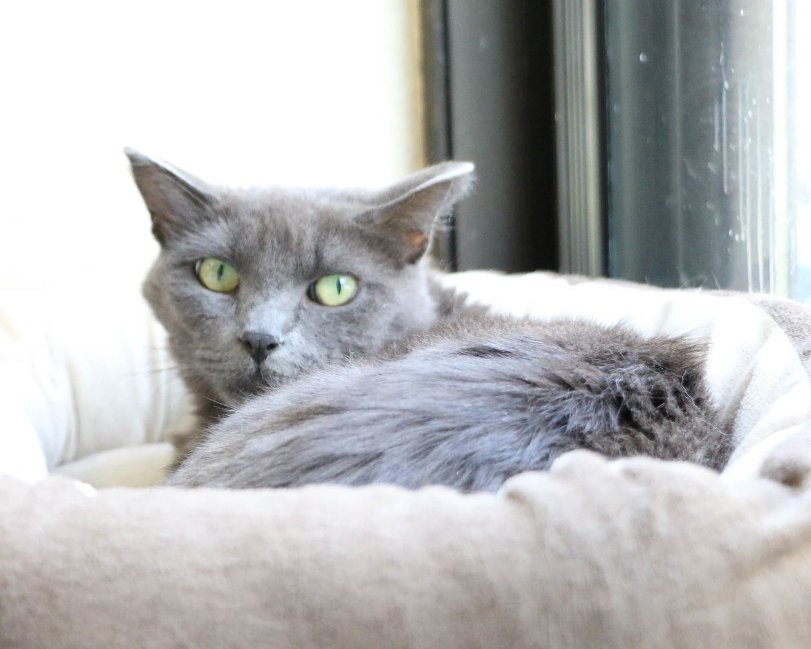 Sage, an adoptable Domestic Short Hair in Fargo, ND, 58103 | Photo Image 1