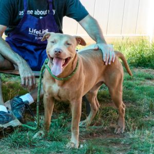 Maroon - IN FOSTER Mixed Breed Dog
