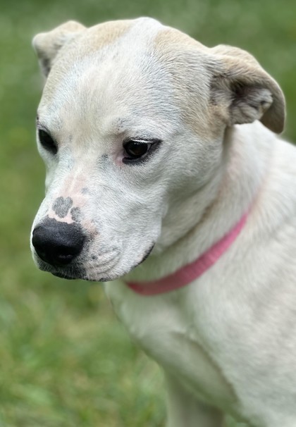 Terracotta, an adoptable Labrador Retriever, Mixed Breed in West Allis, WI, 53214 | Photo Image 1
