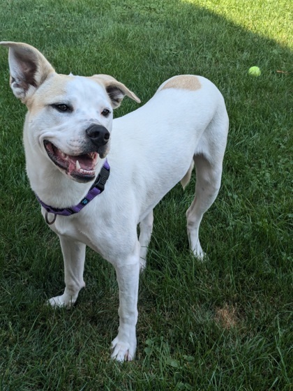 Terracotta, an adoptable Labrador Retriever, Mixed Breed in West Allis, WI, 53214 | Photo Image 2