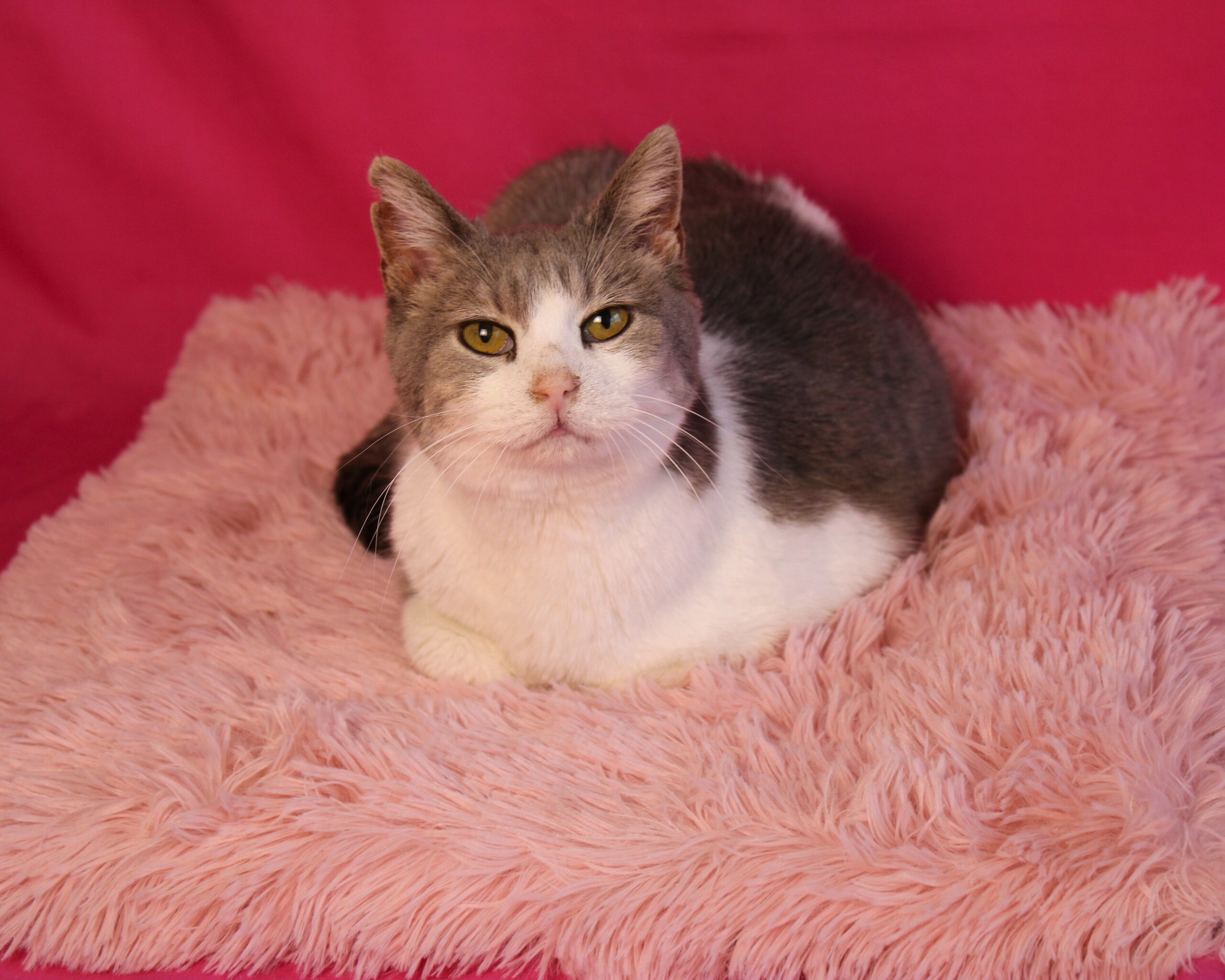 Reba, an adoptable Domestic Short Hair in Martensdale, IA, 50160 | Photo Image 1