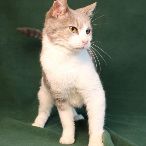 Reba, an adoptable Domestic Short Hair in Martensdale, IA, 50160 | Photo Image 2