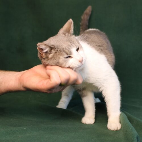 Reba, an adoptable Domestic Short Hair in Martensdale, IA, 50160 | Photo Image 3