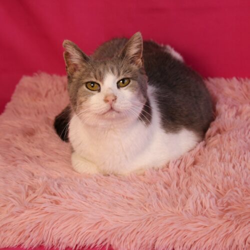 Reba, an adoptable Domestic Short Hair in Martensdale, IA, 50160 | Photo Image 4