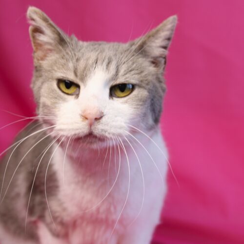Reba, an adoptable Domestic Short Hair in Martensdale, IA, 50160 | Photo Image 5