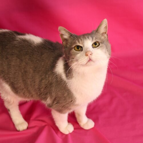 Reba, an adoptable Domestic Short Hair in Martensdale, IA, 50160 | Photo Image 6
