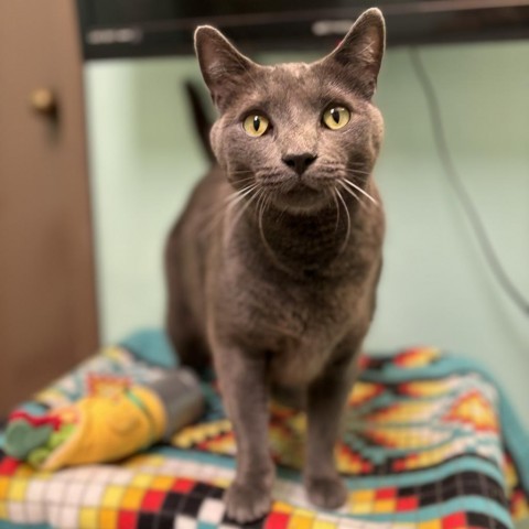 Lime--In Foster***ADOPTION PENDING***, an adoptable Domestic Short Hair in Fargo, ND, 58102 | Photo Image 1