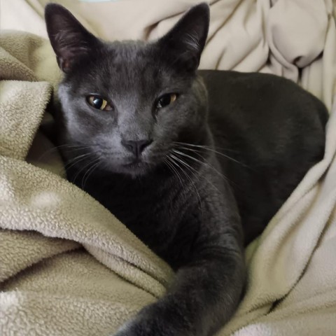 Lime--In Foster***ADOPTION PENDING***, an adoptable Domestic Short Hair in Fargo, ND, 58102 | Photo Image 2