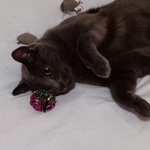 Lime--In Foster***ADOPTION PENDING***, an adoptable Domestic Short Hair in Fargo, ND, 58102 | Photo Image 6