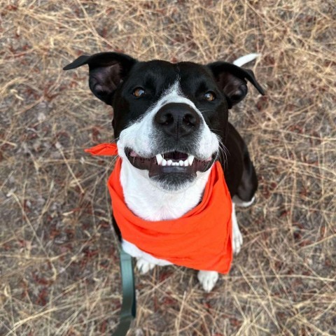 Stew, an adoptable Border Collie, Pit Bull Terrier in Bend, OR, 97702 | Photo Image 1