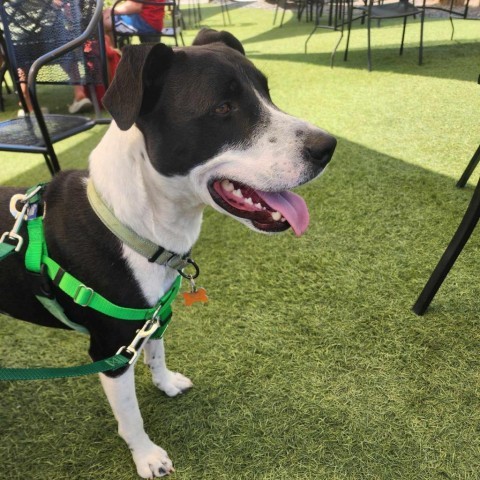 Stew, an adoptable Border Collie, Pit Bull Terrier in Bend, OR, 97702 | Photo Image 3