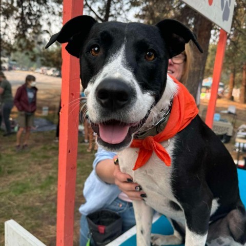 Stew, an adoptable Border Collie, Pit Bull Terrier in Bend, OR, 97702 | Photo Image 5