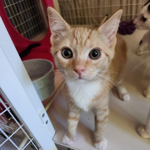 Berry, an adoptable Domestic Short Hair in Talent, OR, 97540 | Photo Image 1