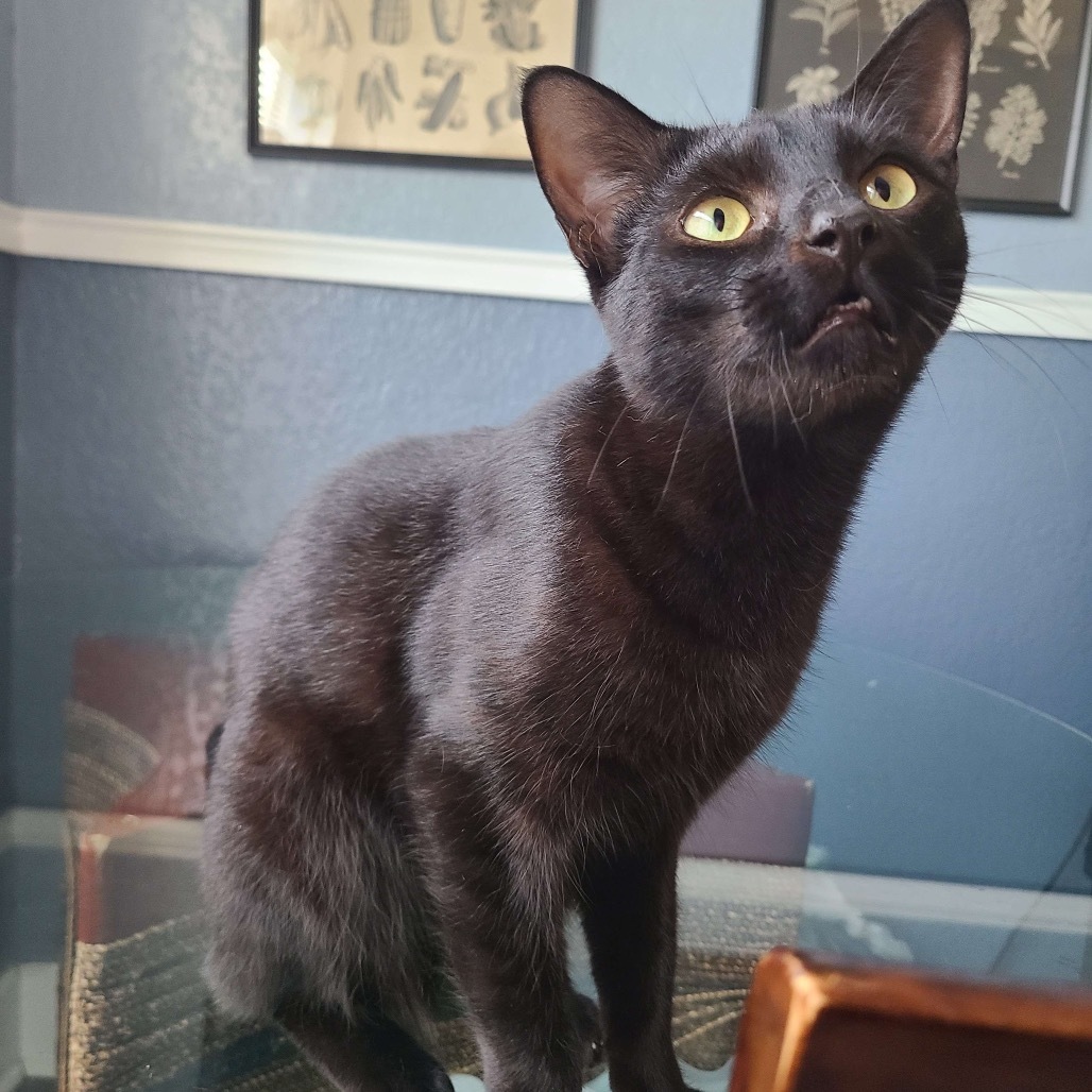 SLICE, an adoptable Domestic Short Hair in San Antonio, TX, 78212 | Photo Image 1