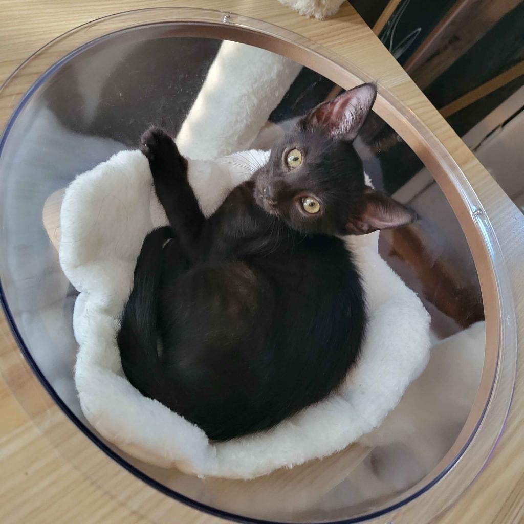 SLICE, an adoptable Domestic Short Hair in San Antonio, TX, 78212 | Photo Image 2