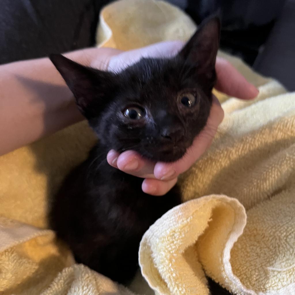 SLICE, an adoptable Domestic Short Hair in San Antonio, TX, 78212 | Photo Image 3