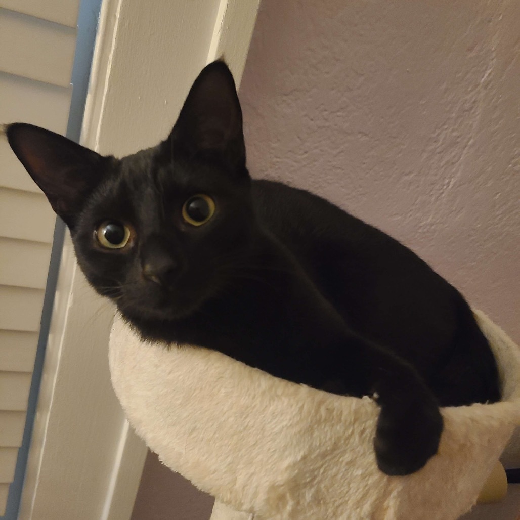 SLICE, an adoptable Domestic Short Hair in San Antonio, TX, 78212 | Photo Image 4