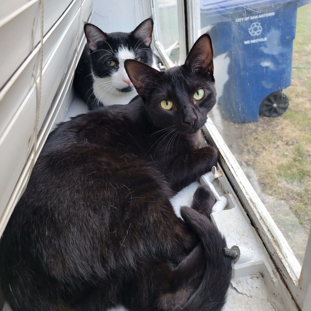 SLICE, an adoptable Domestic Short Hair in San Antonio, TX, 78212 | Photo Image 4