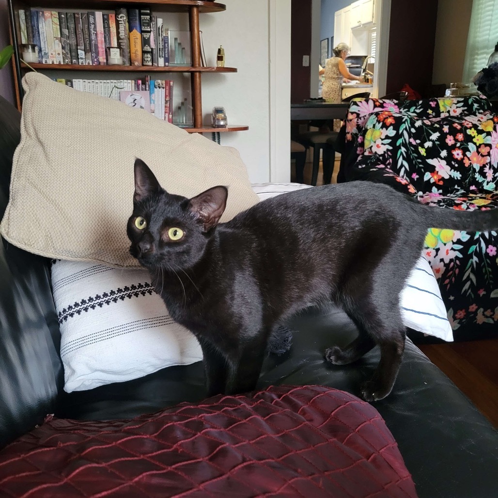 SLICE, an adoptable Domestic Short Hair in San Antonio, TX, 78212 | Photo Image 5