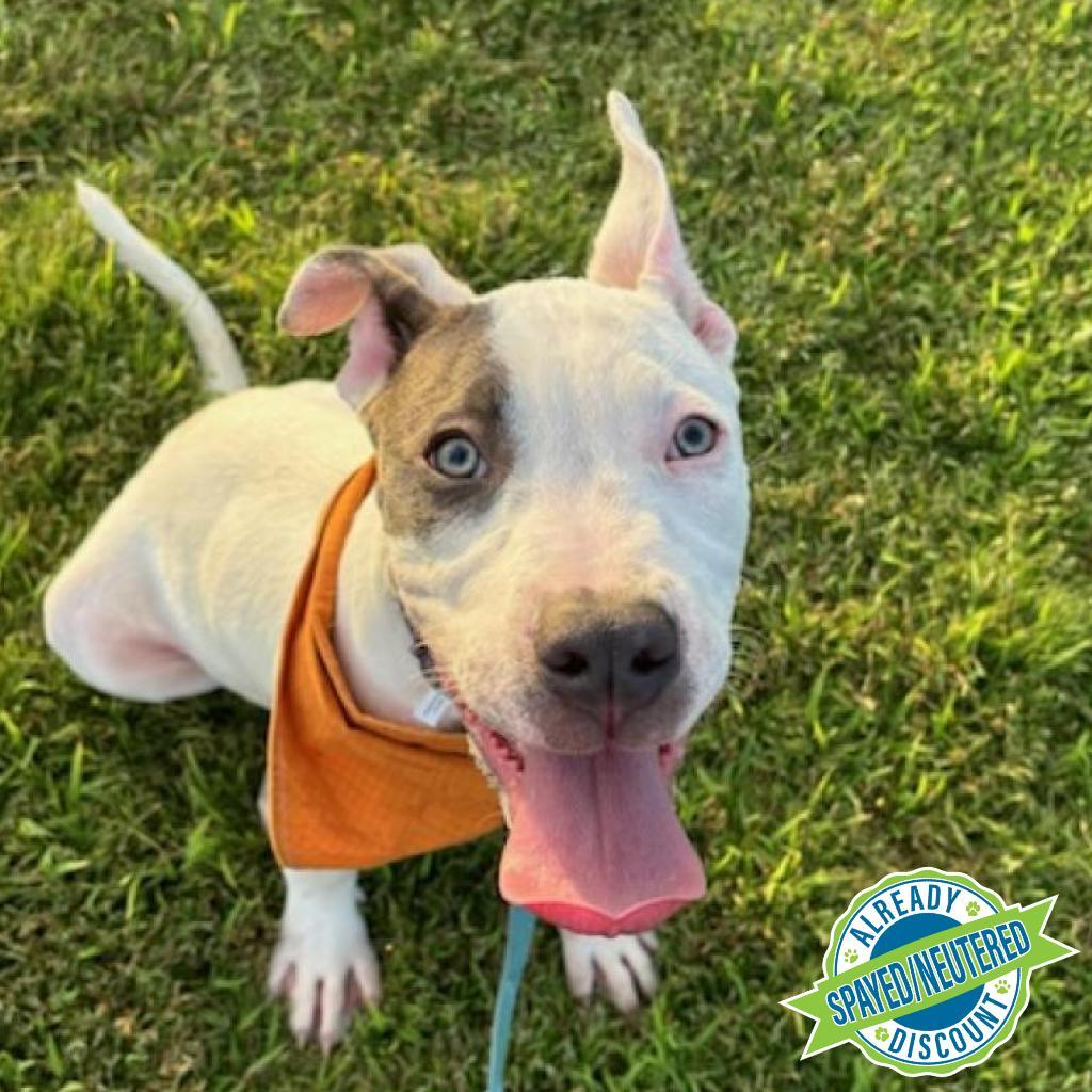 Danny Boy, an adoptable Mixed Breed in Las Cruces, NM, 88012 | Photo Image 1