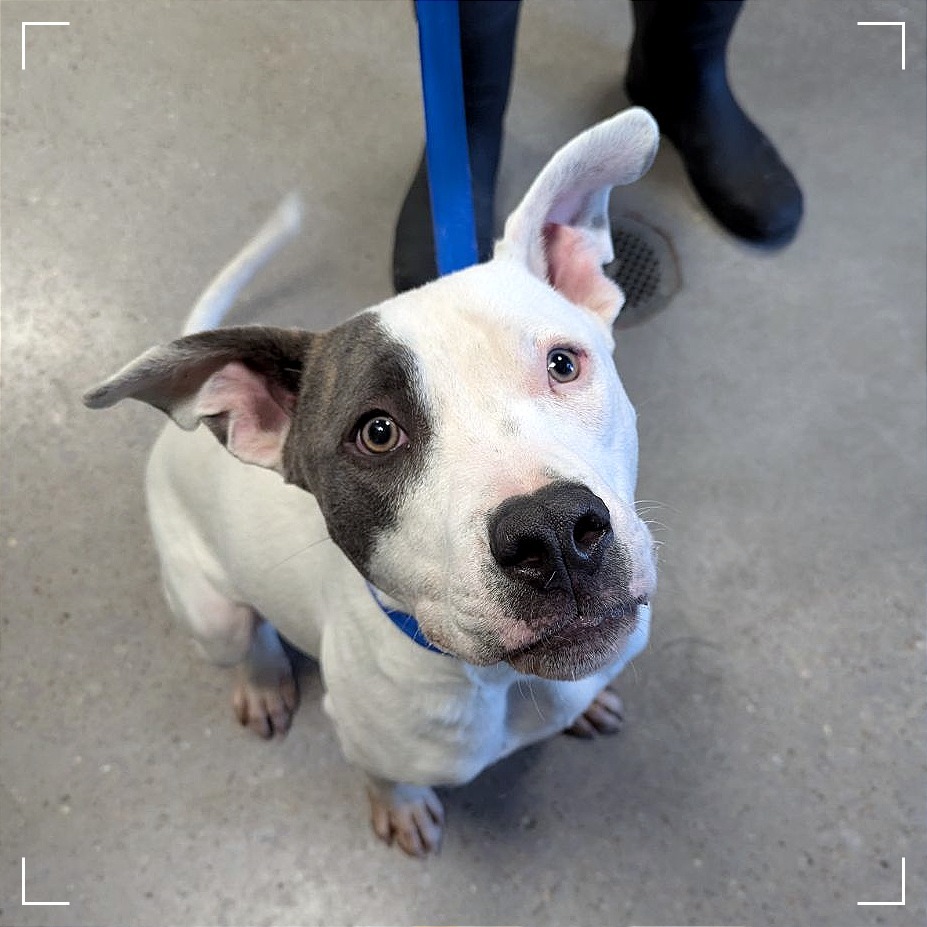 Danny Boy, an adoptable Mixed Breed in Las Cruces, NM, 88012 | Photo Image 1