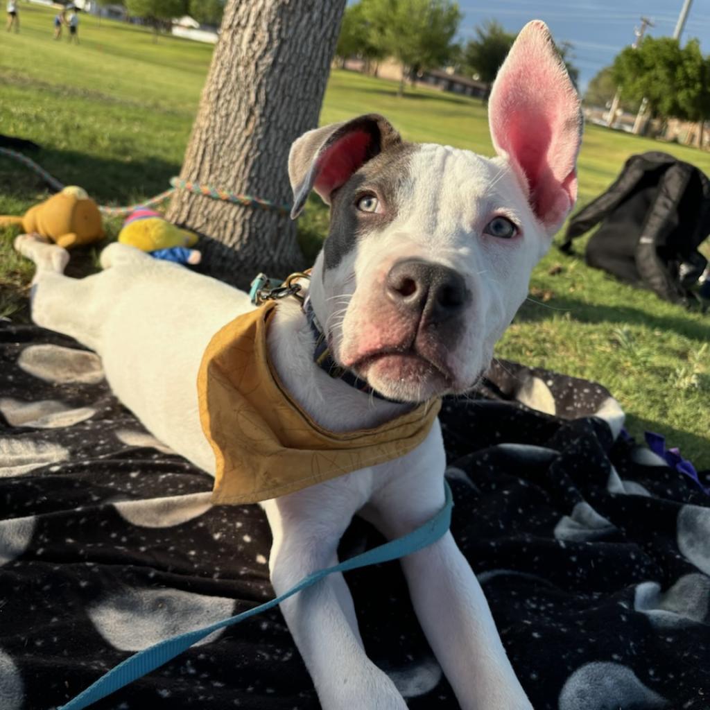 Danny Boy, an adoptable Mixed Breed in Las Cruces, NM, 88012 | Photo Image 3