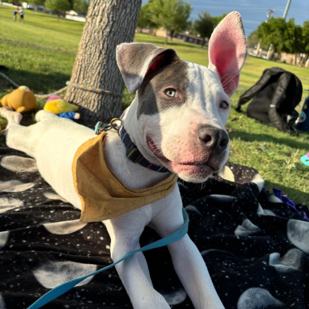 Danny Boy, an adoptable Mixed Breed in Las Cruces, NM, 88012 | Photo Image 3