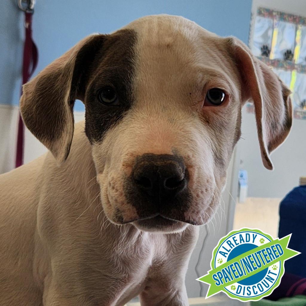 Danny Boy, an adoptable Mixed Breed in Las Cruces, NM, 88012 | Photo Image 4