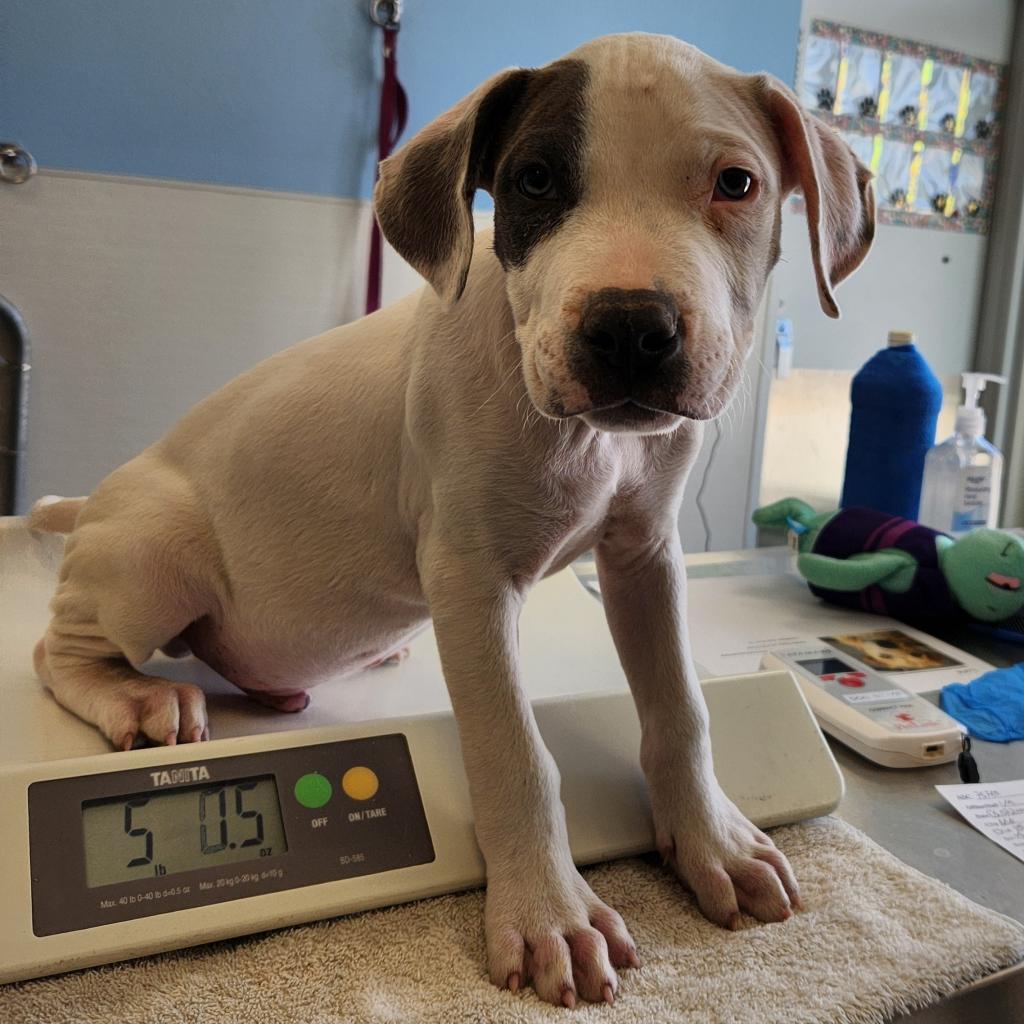 Danny Boy, an adoptable Mixed Breed in Las Cruces, NM, 88012 | Photo Image 5