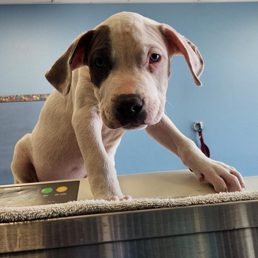 Danny Boy, an adoptable Mixed Breed in Las Cruces, NM, 88012 | Photo Image 6